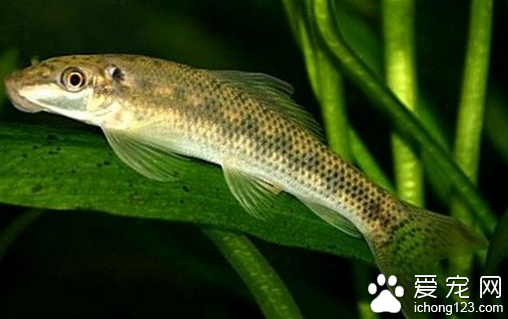 青苔鼠怎么养  饲养起青苔鼠鱼不是很困难