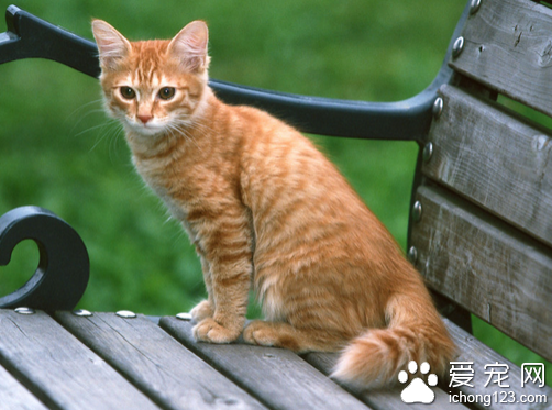 美国硬毛猫价格 教你真确选购美国硬毛猫