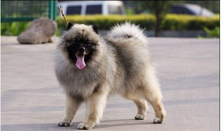 荷兰毛狮犬价格 它的价格与血统有很大关系