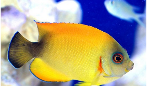 鱼蒙眼治疗 鱼蒙眼的治疗方法以及预防