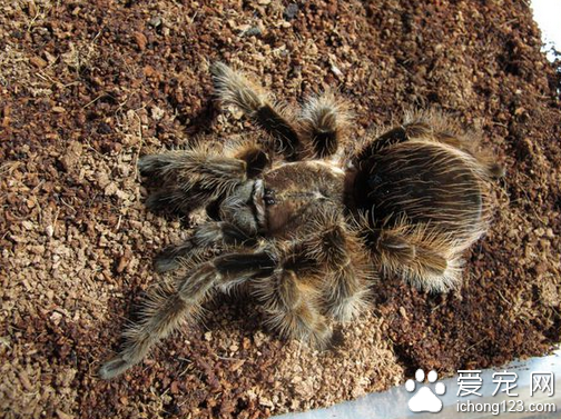 洪都拉斯卷毛怎么养  饲养起来要格外小心