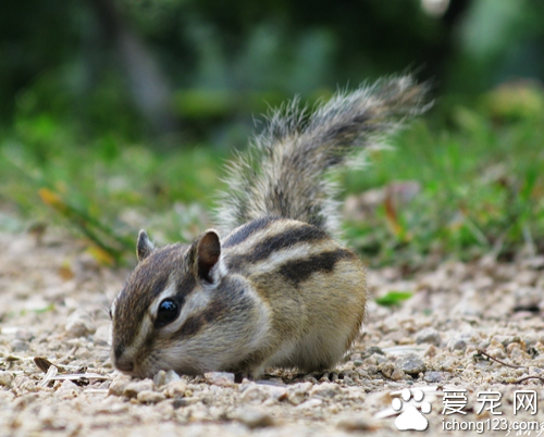 金花鼠价格  金花鼠的价格普遍不会很高