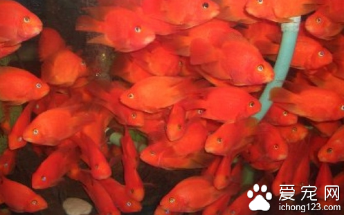 财神鱼饲养 对水质要求低水温在22到26度