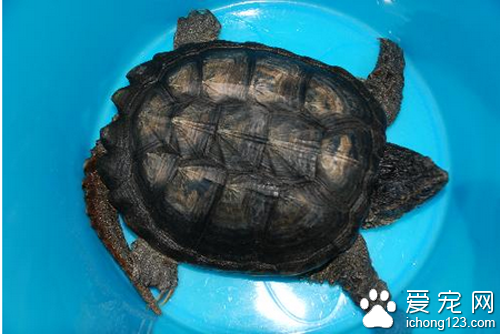 拟鳄龟怎么养  平时喜欢吃一些小鱼小虾