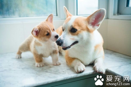 柯基价格  血统不同柯基狗的价格要差很多