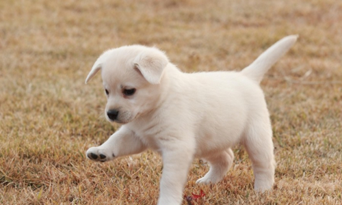 螨虫怎么治疗   治疗并不难细心呵护就行