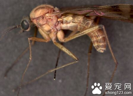 跳蚤咬了怎么办  一般不会出现较大的损伤