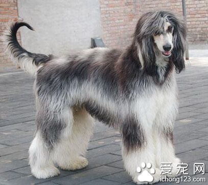 阿富汗犬价格 与它的血统及健康紧密相关