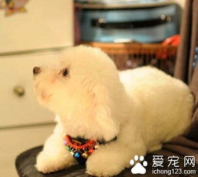 狗狗海藻粉 能提高动物的免疫和抗病能力