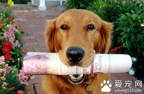 救助犬最后的遗言 救助犬保护和照顾主人