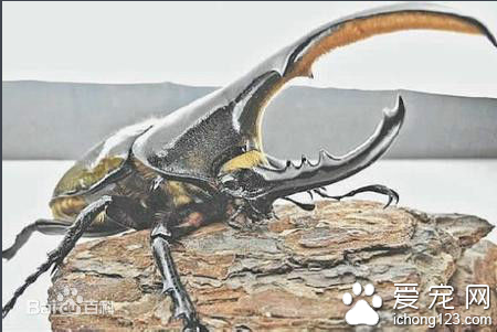 另类宠物有哪些 介绍一些另类宠物