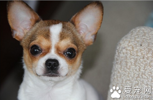 鹿犬和吉娃娃的区别 鹿犬比较小形态似鹿