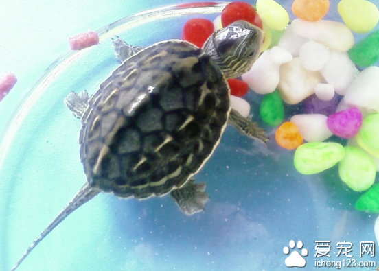 家庭养龟 养龟普遍比较简单适合家庭饲养