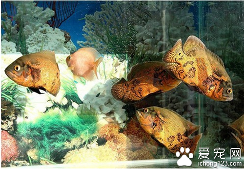 地图鱼怎么养 饲养时水温最好在25到28度