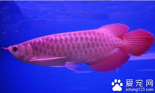 银龙鱼能吃吗 它能吃但是最好用在观赏上