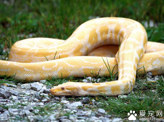 黄金蟒饲养  黄金蟒饲养的几个注意事项