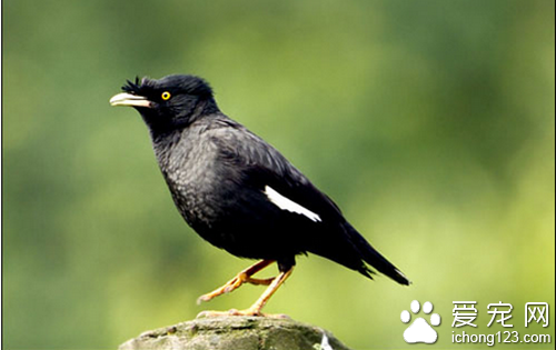 八哥怎么训练  训练八哥时一定要有耐心