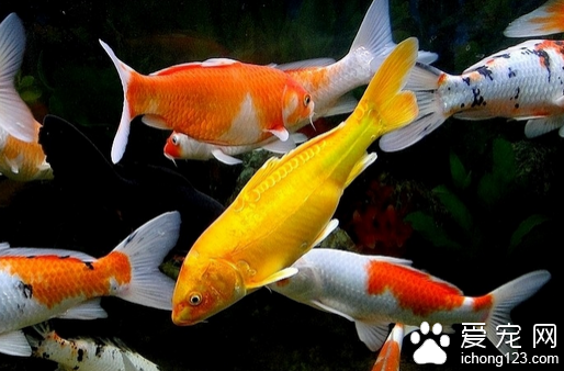 锦鲤多少钱  教你选购锦鲤鱼的正确方法