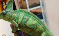 高冠变色龙怎么养 教你正确养高冠变色龙