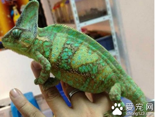 高冠变色龙怎么养 教你正确养高冠变色龙