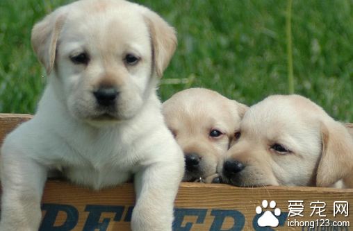 拉布拉多犬性格  个性温和而且没有攻击性