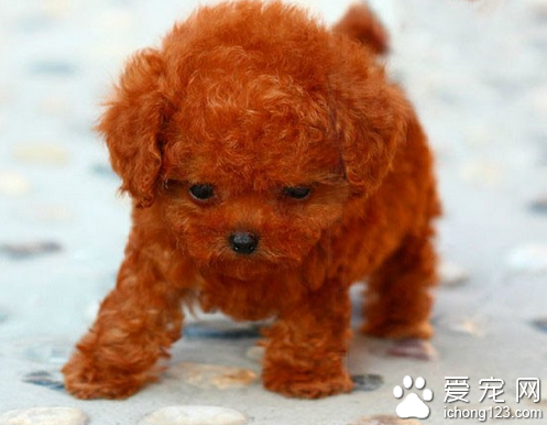 宠物狗大全及价格 选择适合自己的宠物狗