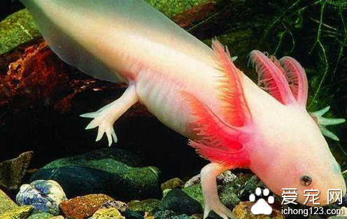 六角恐龙价格  六角恐龙价格不会很高的