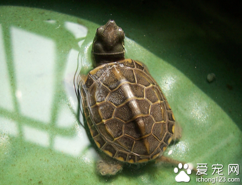 草龟饲养  草龟饲养起来很简单适合新手