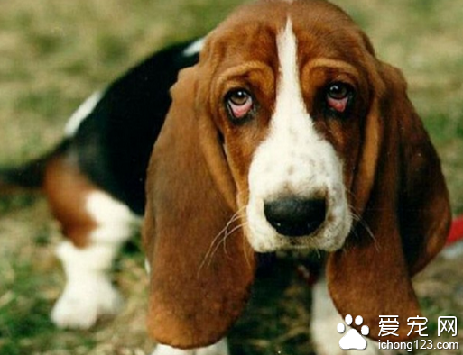 小狗吃多了 比较严重的话要及时送医院