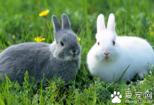 宠物兔子养殖 宠物兔子养殖时要注意几点