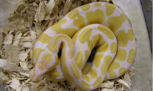 球蟒多少钱 选购球蟒蛇时的几个注意事项