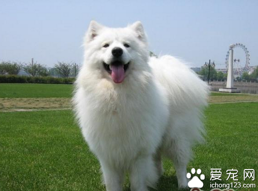 萨摩犬价格 带你真确选购萨摩犬