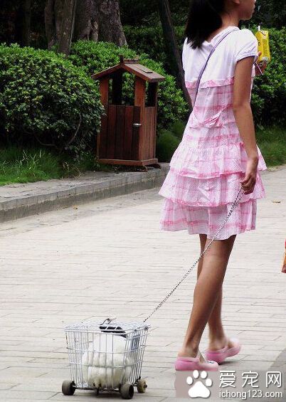 遛狗、遛鸟见过遛兔子的么？