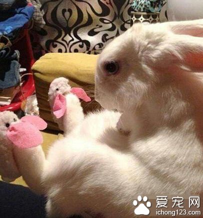 看着自己脚上的兔子鞋而陷入困惑的兔子