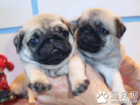 八哥狗多少钱 价格在几百元到几千元不等