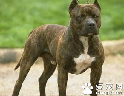 比特犬多少钱 一般的狗在1000到2000左右