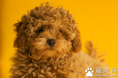 贵宾犬好养吗 教你饲养贵宾犬