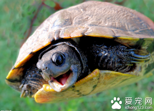 网上买乌龟 网上买乌龟的一些注意事项