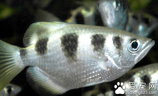 射水鱼价格 市场上射水鱼价格普遍不高