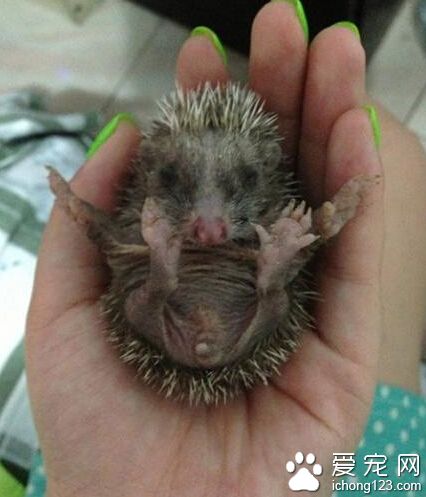 刚捡的小刺猬，眼睛还没有睁开，怎么办阿