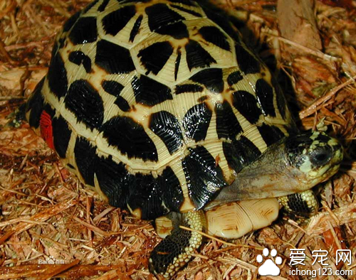 蛛网龟价格  蛛网龟的价格普遍不是很高