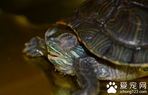 巴西龟肺炎症状 呼吸困难是肺炎症状之一