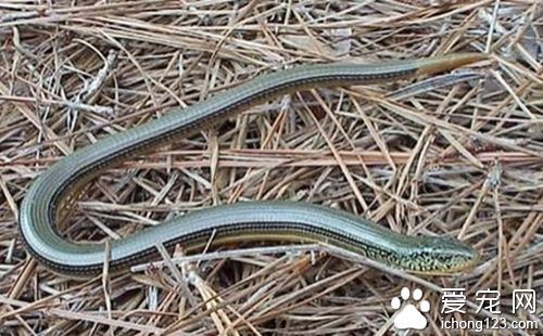 帝王蛇蜥什么价格 选购蛇蜥的正确方法
