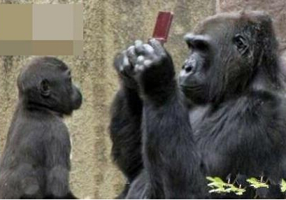 猩猩智商真的很高