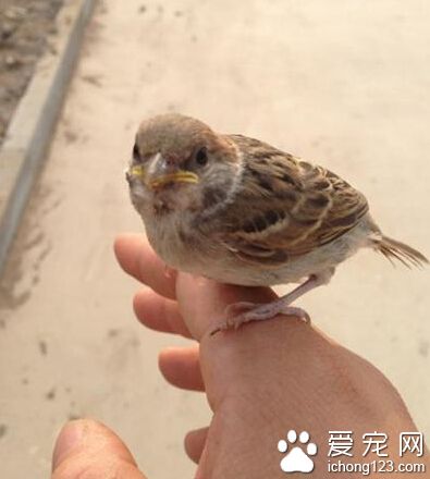 捡到个还不怎么会飞的小鸟，风大就卖萌趴手上不走了