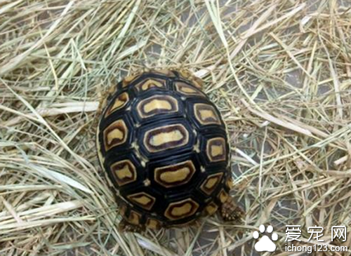 适合家养的狗 最好选择和自己性格合适的