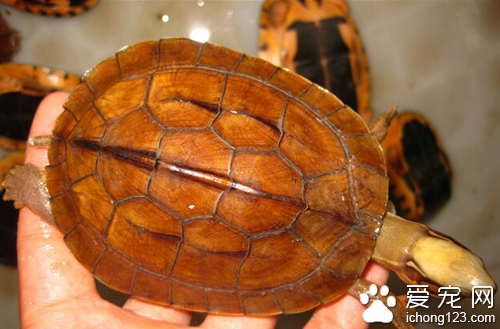 金钱龟特征  它头部光滑无鳞鼓膜明显而圆