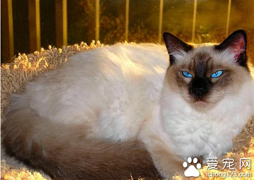 巴厘猫价格  巴厘猫的售价在接受范围之内