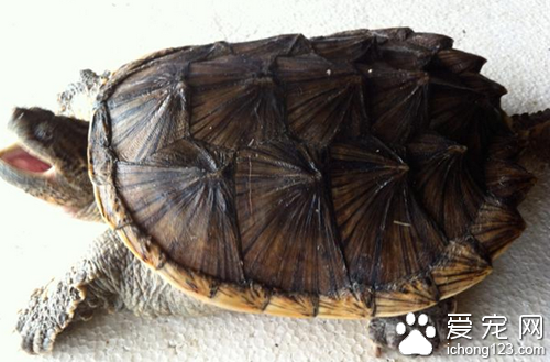 鳄鱼龟饲养 鳄鱼龟的饲养十分简单方便