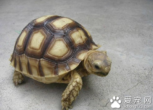 苏卡达怎么养 饲养时多注意它们的饮食